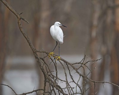 Gallery of Little Egret