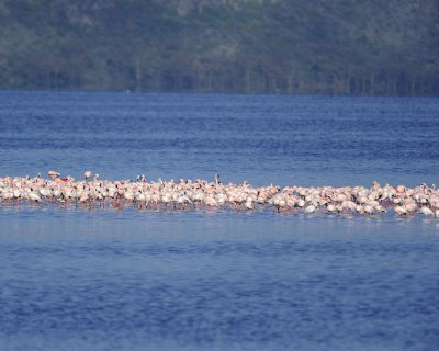 Flamingo, Greater & Lesser-011013-Lake Nakuru National Park, Kenya-#0887.jpg