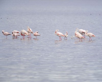 Flamingo, Greater & Lesser-011013-Lake Nakuru National Park, Kenya-#3752.jpg