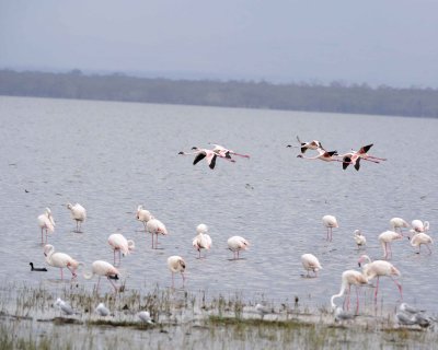 Flamingo, Greater & Lesser-011013-Lake Nakuru National Park, Kenya-#3919.jpg