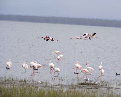 Flamingo, Greater & Lesser-011013-Lake Nakuru National Park, Kenya-#3921.jpg