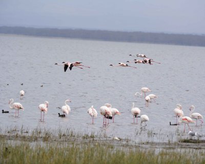 Flamingo, Greater & Lesser-011013-Lake Nakuru National Park, Kenya-#3922.jpg