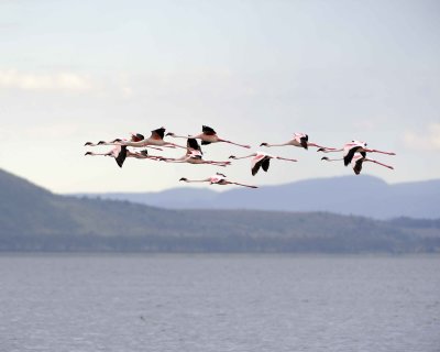 Flamingo, Greater & Lesser-011013-Lake Nakuru National Park, Kenya-#3931.jpg