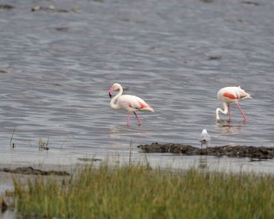 Gallery of Greater Flamingo