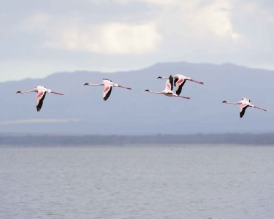 Flamingo, Lesser, in flight-011013-Lake Nakuru National Park, Kenya-#3926.jpg