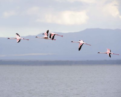 Flamingo, Lesser, in flight-011013-Lake Nakuru National Park, Kenya-#3927.jpg