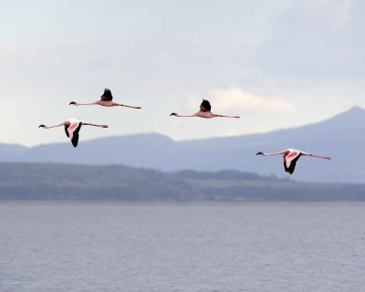 Flamingo, Lesser, in flight-011013-Lake Nakuru National Park, Kenya-#3928.jpg