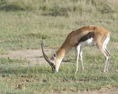 Gazelle, Thomson's-011013-Lake Nakuru National Park, Kenya-#0512.jpg