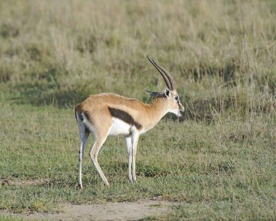 Gazelle, Thomson's-011013-Lake Nakuru National Park, Kenya-#0634.jpg