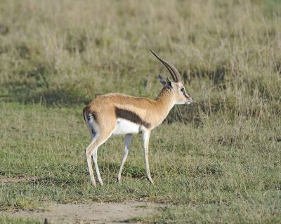 Gazelle, Thomsons-011013-Lake Nakuru National Park, Kenya-#0666.jpg