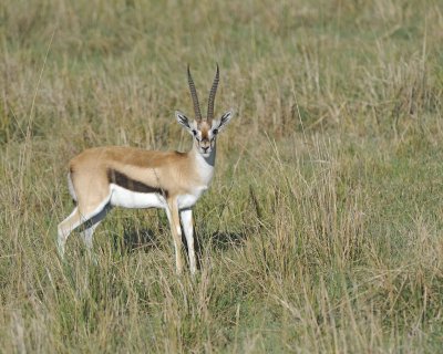 Gazelle, Thomson's-011013-Lake Nakuru National Park, Kenya-#0813.jpg