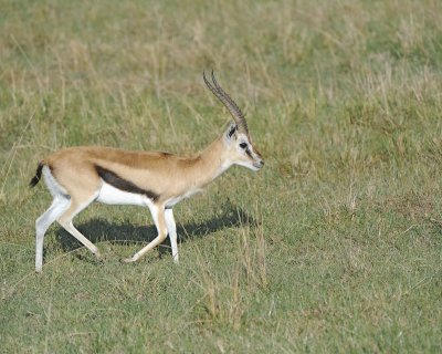 Gazelle, Thomson's-011013-Lake Nakuru National Park, Kenya-#0833.jpg
