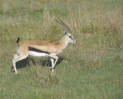 Gazelle, Thomson's-011013-Lake Nakuru National Park, Kenya-#0835.jpg