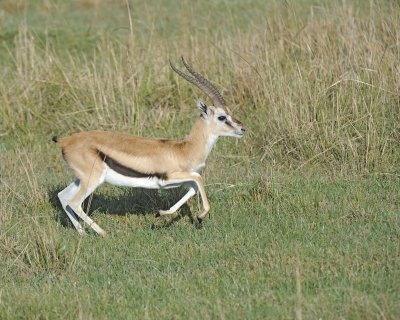 Gazelle, Thomsons-011013-Lake Nakuru National Park, Kenya-#0836.jpg