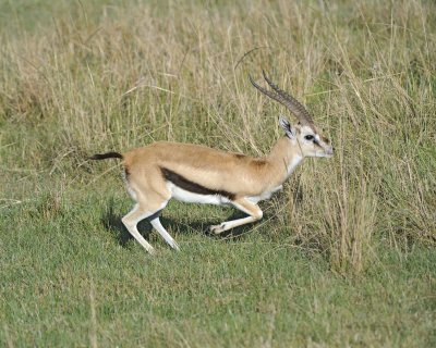 Gazelle, Thomsons-011013-Lake Nakuru National Park, Kenya-#0837.jpg