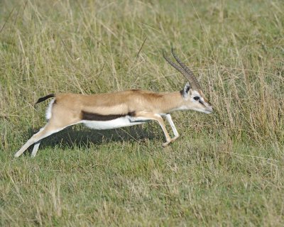 Gazelle, Thomson's-011013-Lake Nakuru National Park, Kenya-#0838.jpg