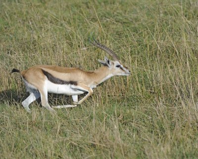 Gazelle, Thomson's-011013-Lake Nakuru National Park, Kenya-#0839.jpg
