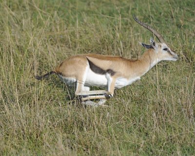 Gazelle, Thomson's-011013-Lake Nakuru National Park, Kenya-#0840.jpg