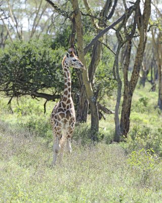 Giraffe, Rothschild's-011013-Lake Nakuru National Park, Kenya-#2573.jpg