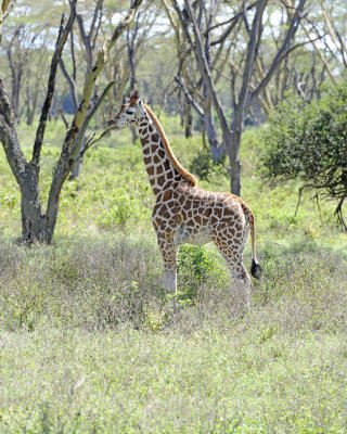 Giraffe, Rothschild's-011013-Lake Nakuru National Park, Kenya-#2609.jpg
