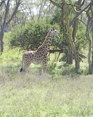 Giraffe, Rothschild's-011013-Lake Nakuru National Park, Kenya-#2634.jpg