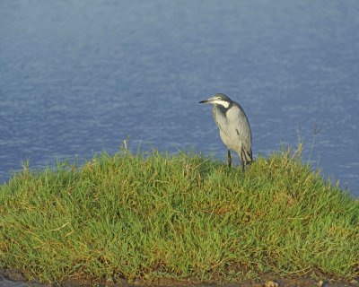 Heron, Black-headed-011013-Lake Nakuru National Park, Kenya-#0050.jpg