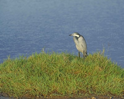 Gallery of Black-headed Heron