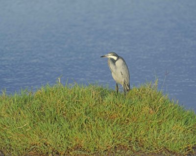 Heron, Black-headed-011013-Lake Nakuru National Park, Kenya-#0051.jpg