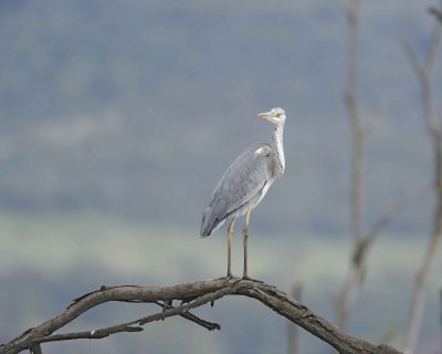 Gallery of Gray Heron