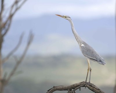 Heron, Gray-011013-Lake Nakuru National Park, Kenya-#2923.jpg