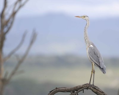 Heron, Gray-011013-Lake Nakuru National Park, Kenya-#2933.jpg
