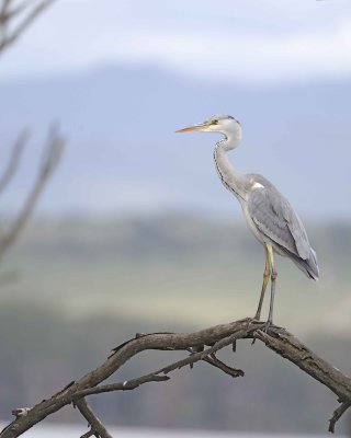 Heron, Gray-011013-Lake Nakuru National Park, Kenya-#2936.jpg