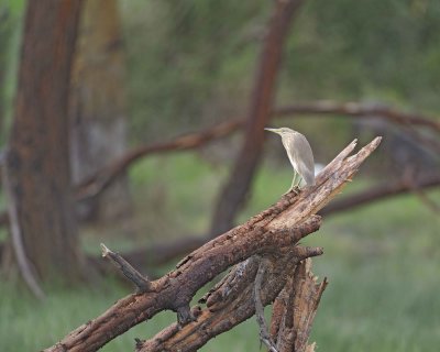 Heron, Squacco-011013-Lake Nakuru National Park, Kenya-#3064.jpg
