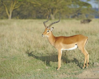 Impala, Ram-011013-Lake Nakuru National Park, Kenya-#2248.jpg
