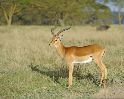 Impala, Ram-011013-Lake Nakuru National Park, Kenya-#2249.jpg