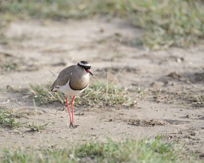 Lapwing, Crowned-011013-Lake Nakuru National Park, Kenya-#0499.jpg