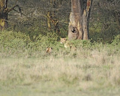 Lions-011013-Lake Nakuru National Park, Kenya-#0451.jpg
