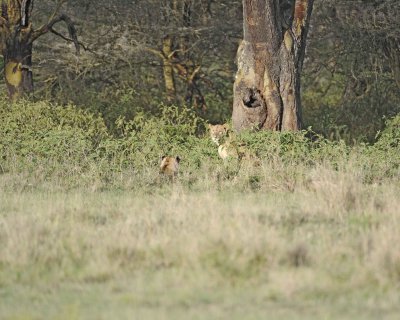 Lions-011013-Lake Nakuru National Park, Kenya-#0453.jpg