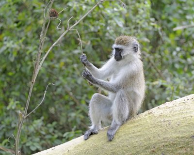 Monkey, Black-Faced Vervet-011013-Lake Nakuru National Park, Kenya-#2785.jpg