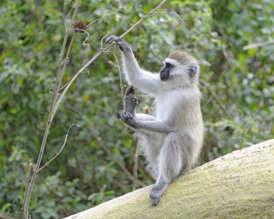 Monkey, Black-Faced Vervet-011013-Lake Nakuru National Park, Kenya-#2792.jpg