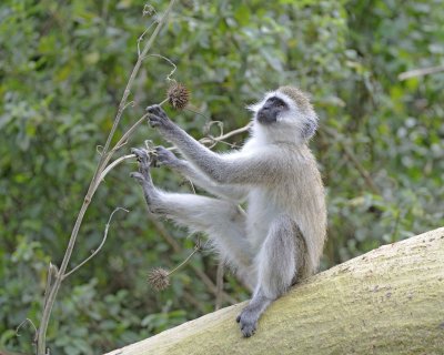 Monkey, Black-Faced Vervet-011013-Lake Nakuru National Park, Kenya-#2796.jpg