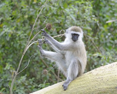 Monkey, Black-Faced Vervet-011013-Lake Nakuru National Park, Kenya-#2809.jpg