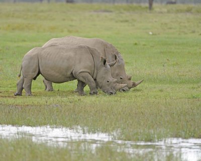 Rhinoceros, White, 2-011013-Lake Nakuru National Park, Kenya-#3304.jpg