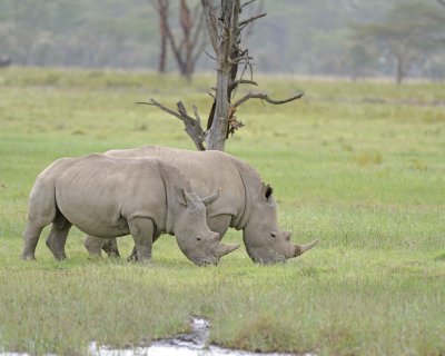 Rhinoceros, White, 2-011013-Lake Nakuru National Park, Kenya-#3344.jpg
