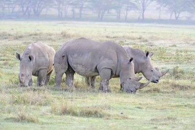 Rhinoceros, White, 3-011013-Lake Nakuru National Park, Kenya-#0200.jpg