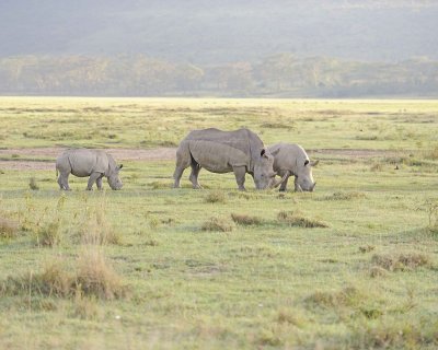 Rhinoceros, White, 3-011013-Lake Nakuru National Park, Kenya-#2223.jpg