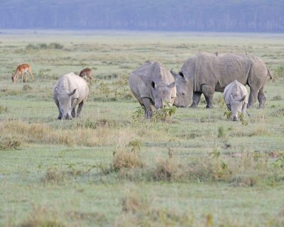 Rhinoceros, White, 4-011013-Lake Nakuru National Park, Kenya-#0126.jpg