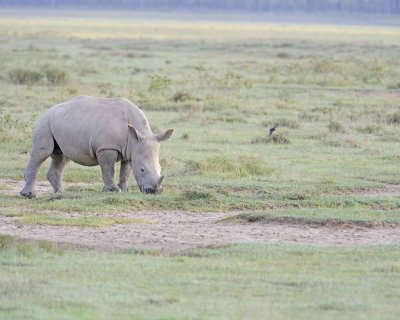 Rhinoceros, White, Juvenile-011013-Lake Nakuru National Park, Kenya-#0220.jpg