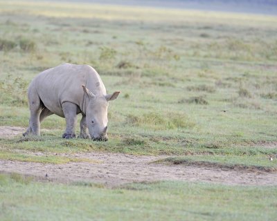 Rhinoceros, White, Juvenile-011013-Lake Nakuru National Park, Kenya-#0225.jpg