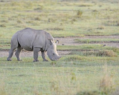 Rhinoceros, White, Juvenile-011013-Lake Nakuru National Park, Kenya-#0311.jpg